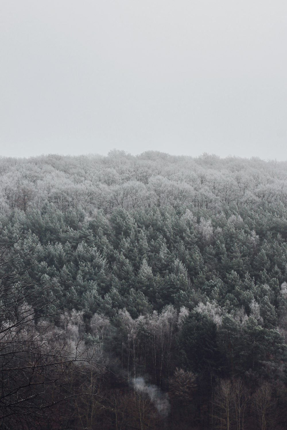 green-leafed trees during daytime