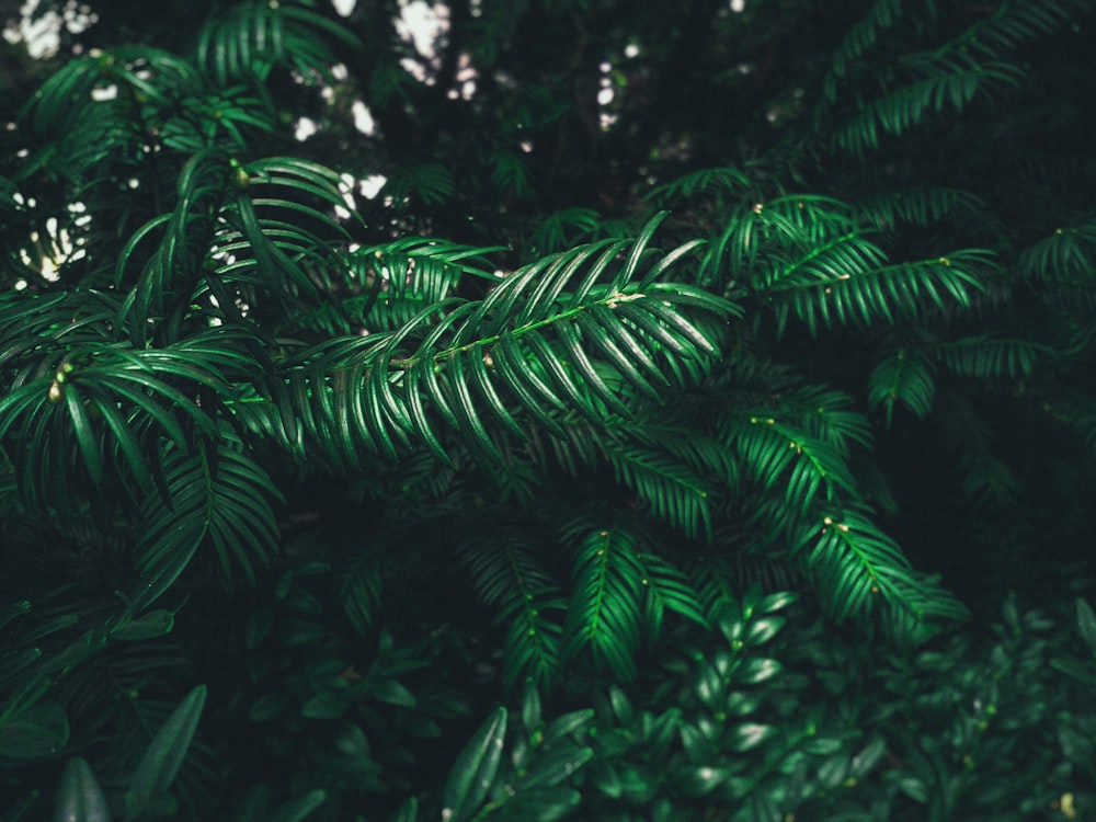 green leafed plant