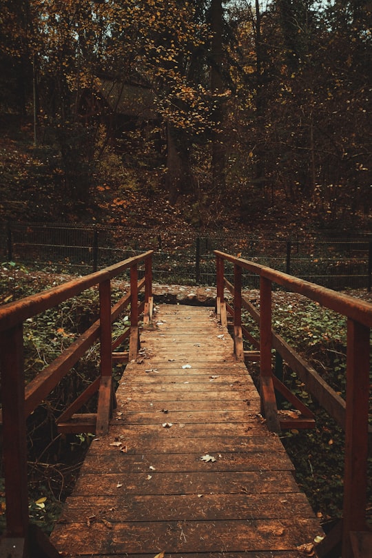 brown bridge beside trees in Cluj-Napoca Romania