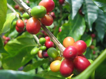 Coffee cherries hanging ripe on a green coffee plant branch