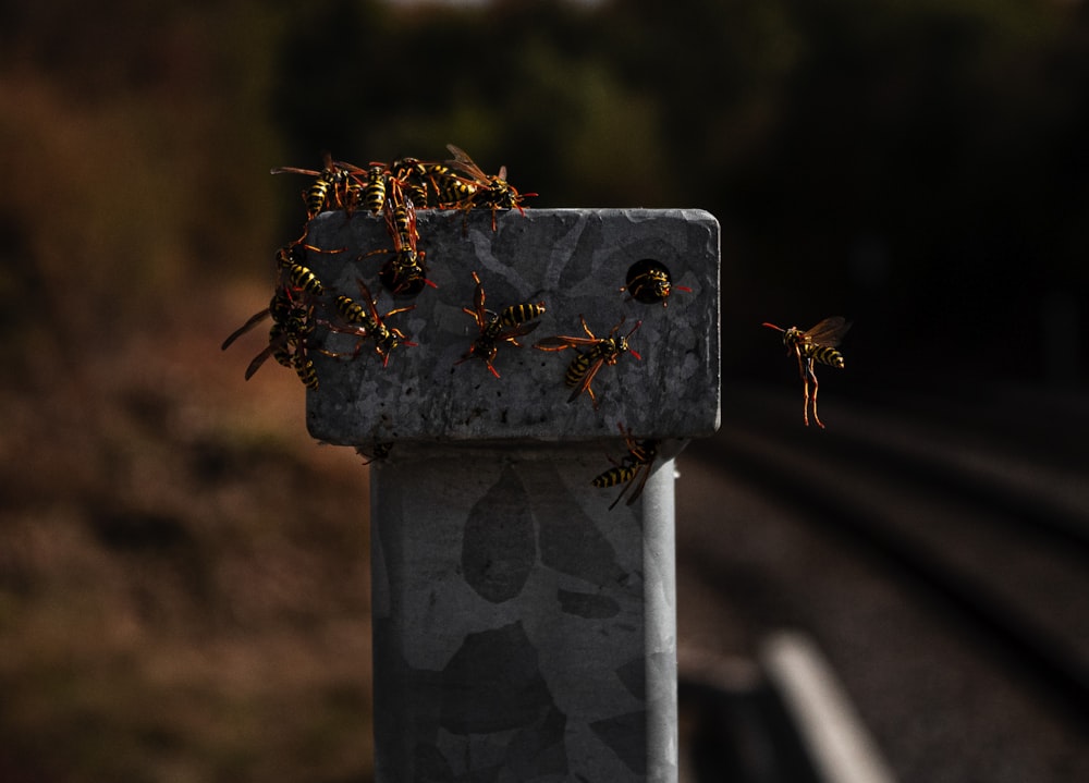 swarm of bees on metal post