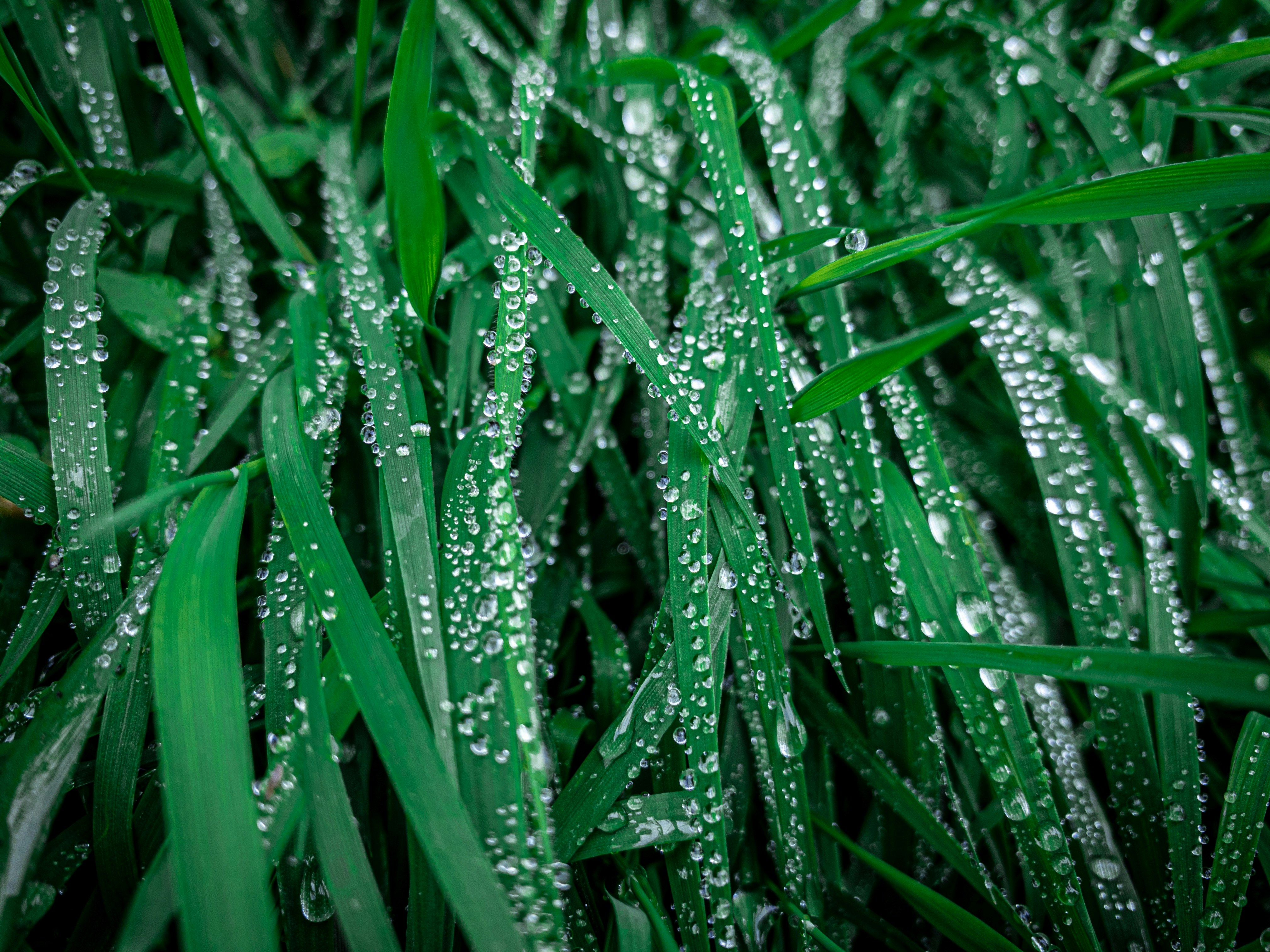 Photo by richardcalicchio