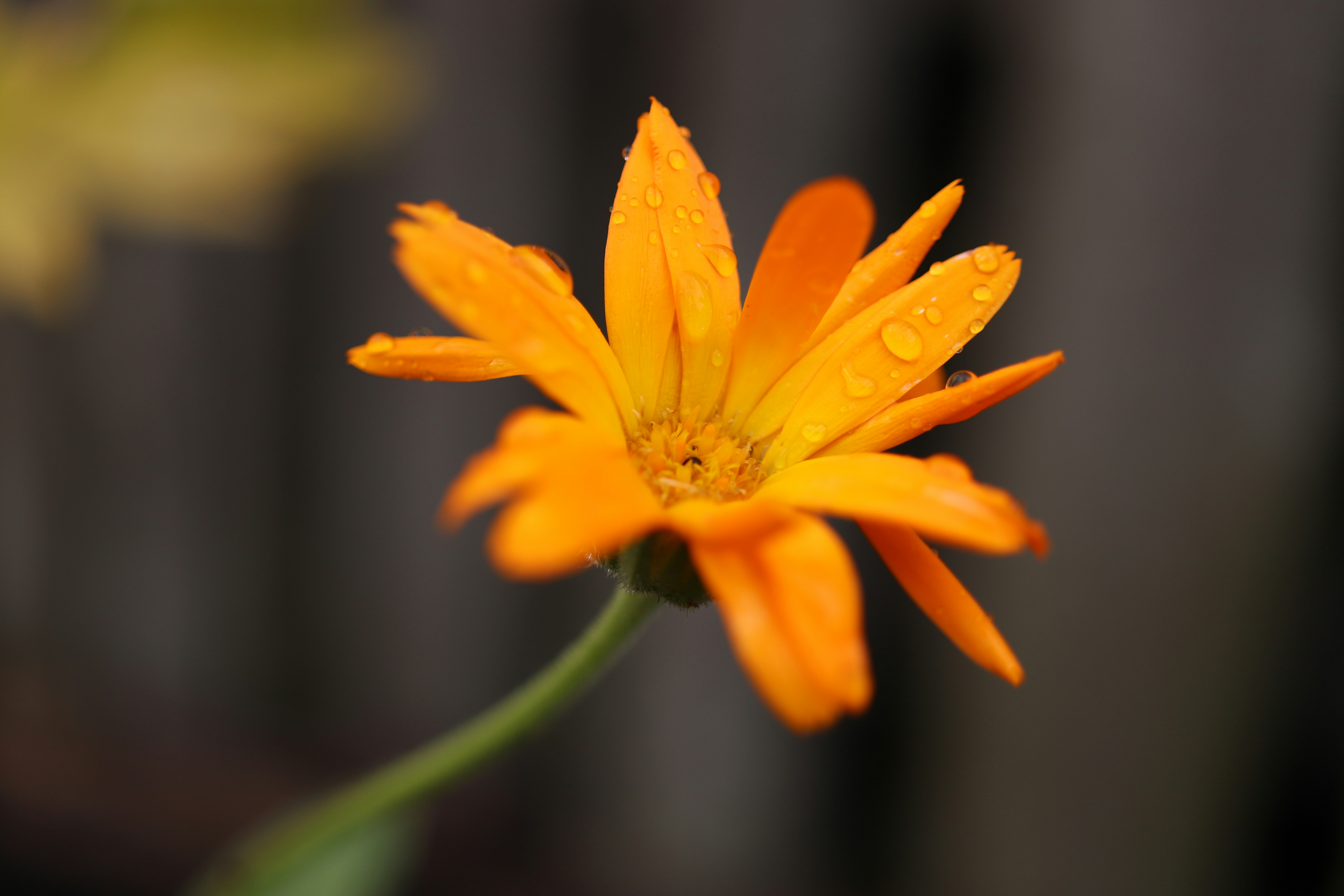 Photo by photos_linda