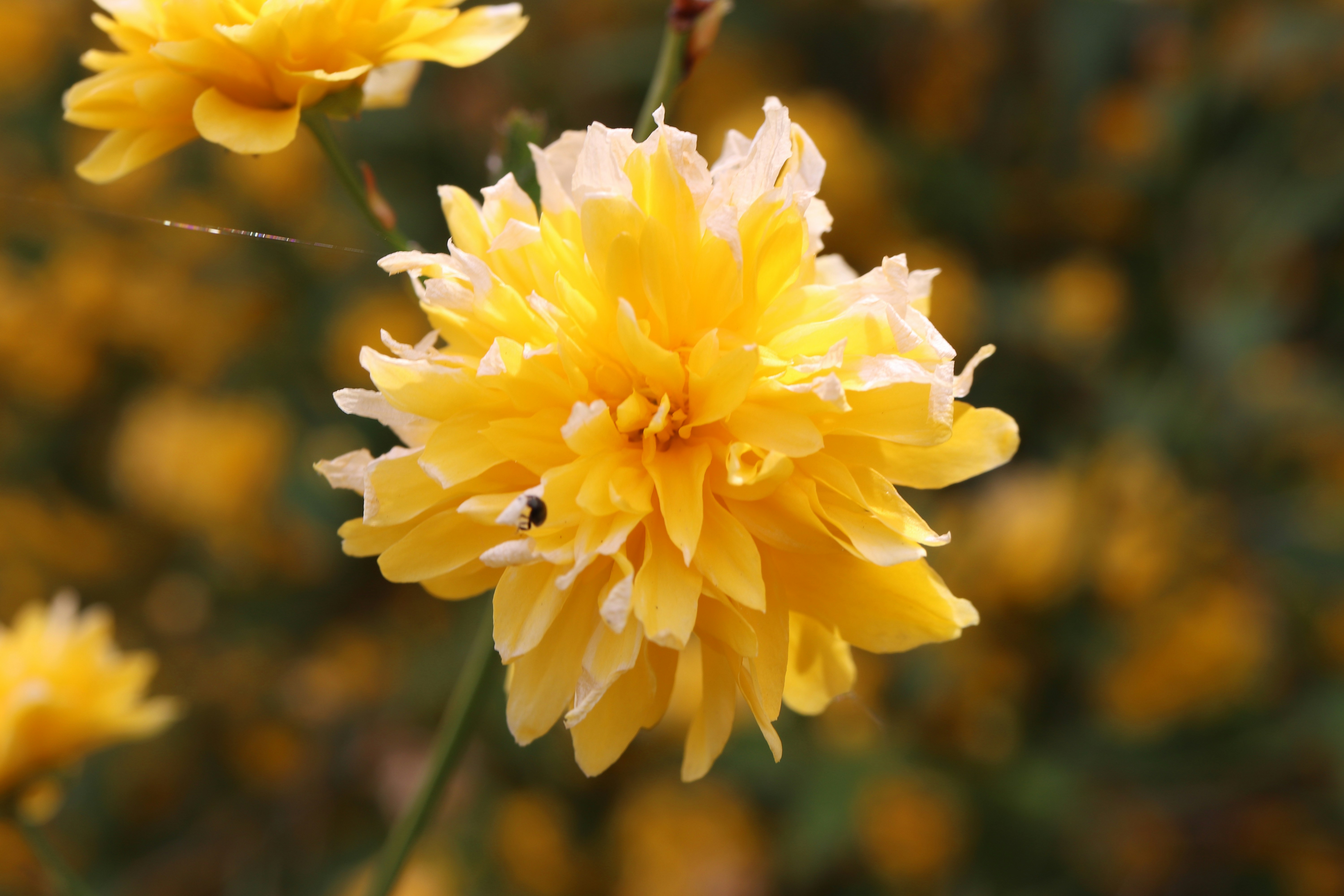 Photo by photos_linda