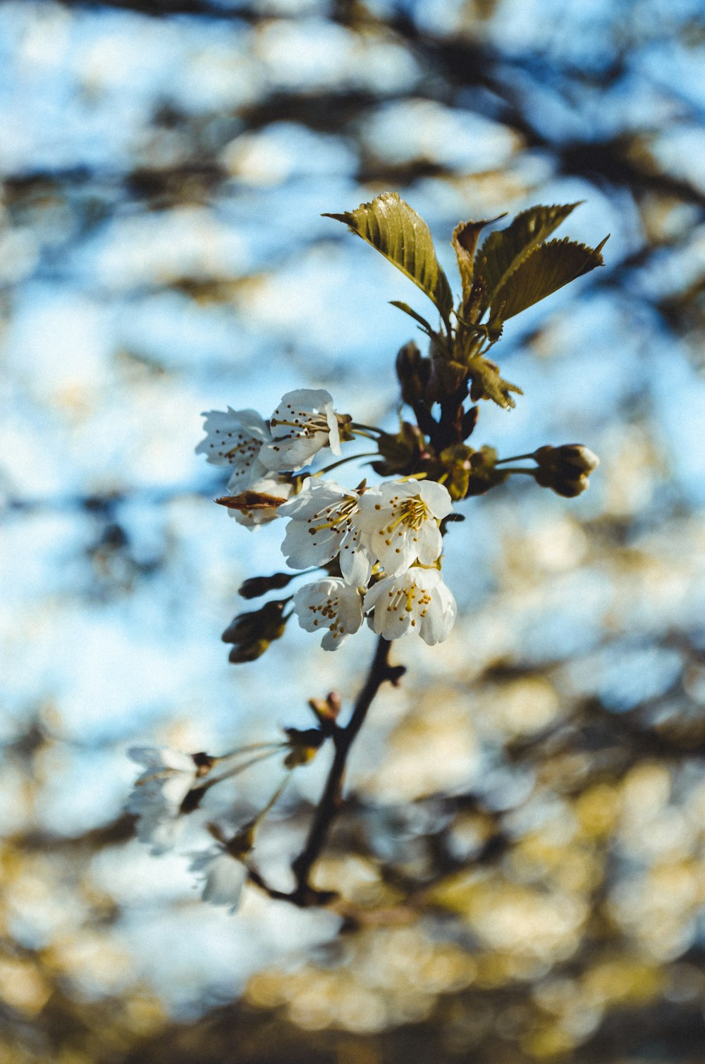 white flowers during daytime