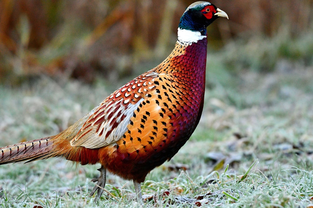 bird on grass