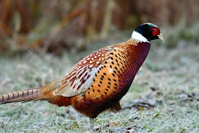 brown and black bird on grass