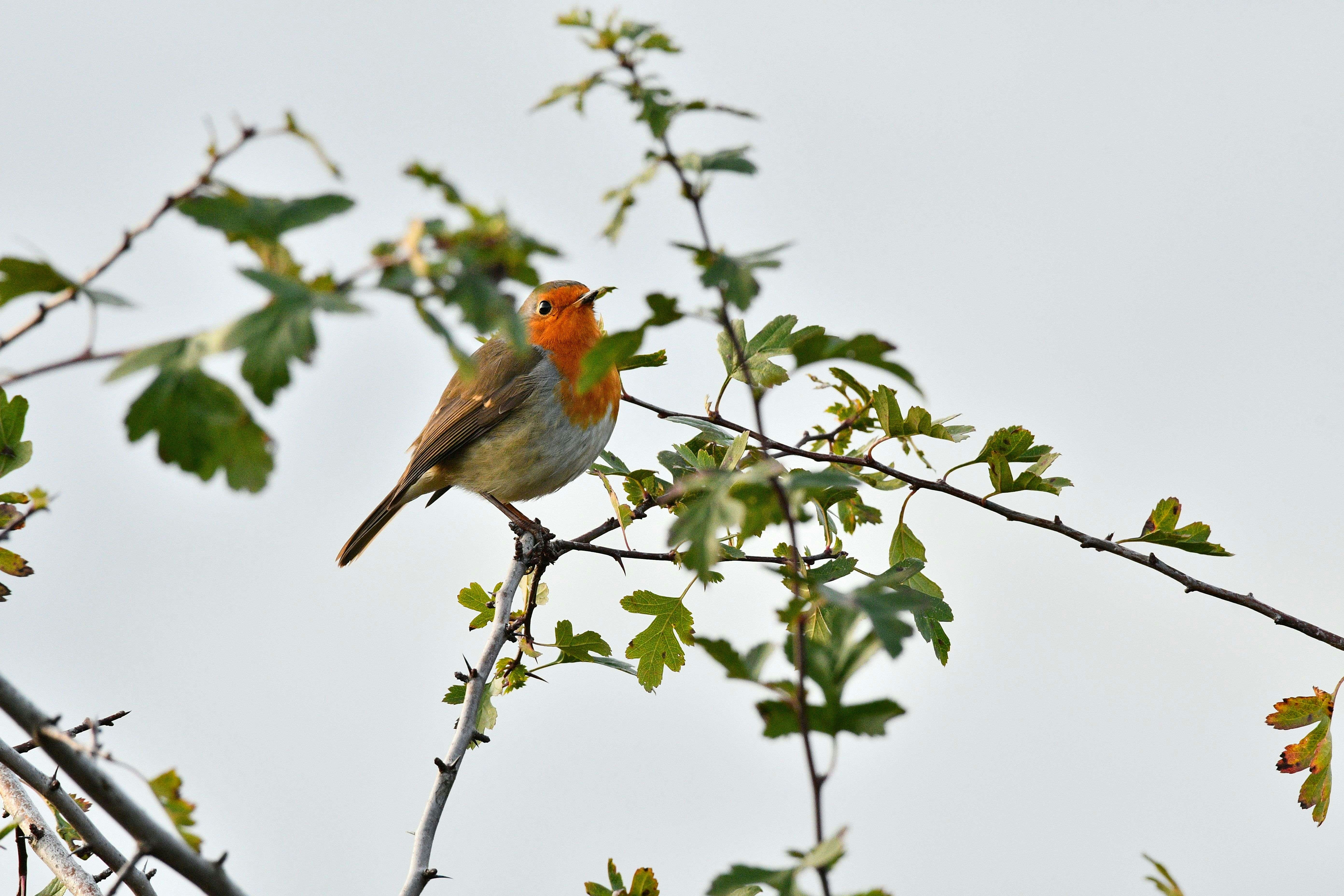 Photo by robyourduck