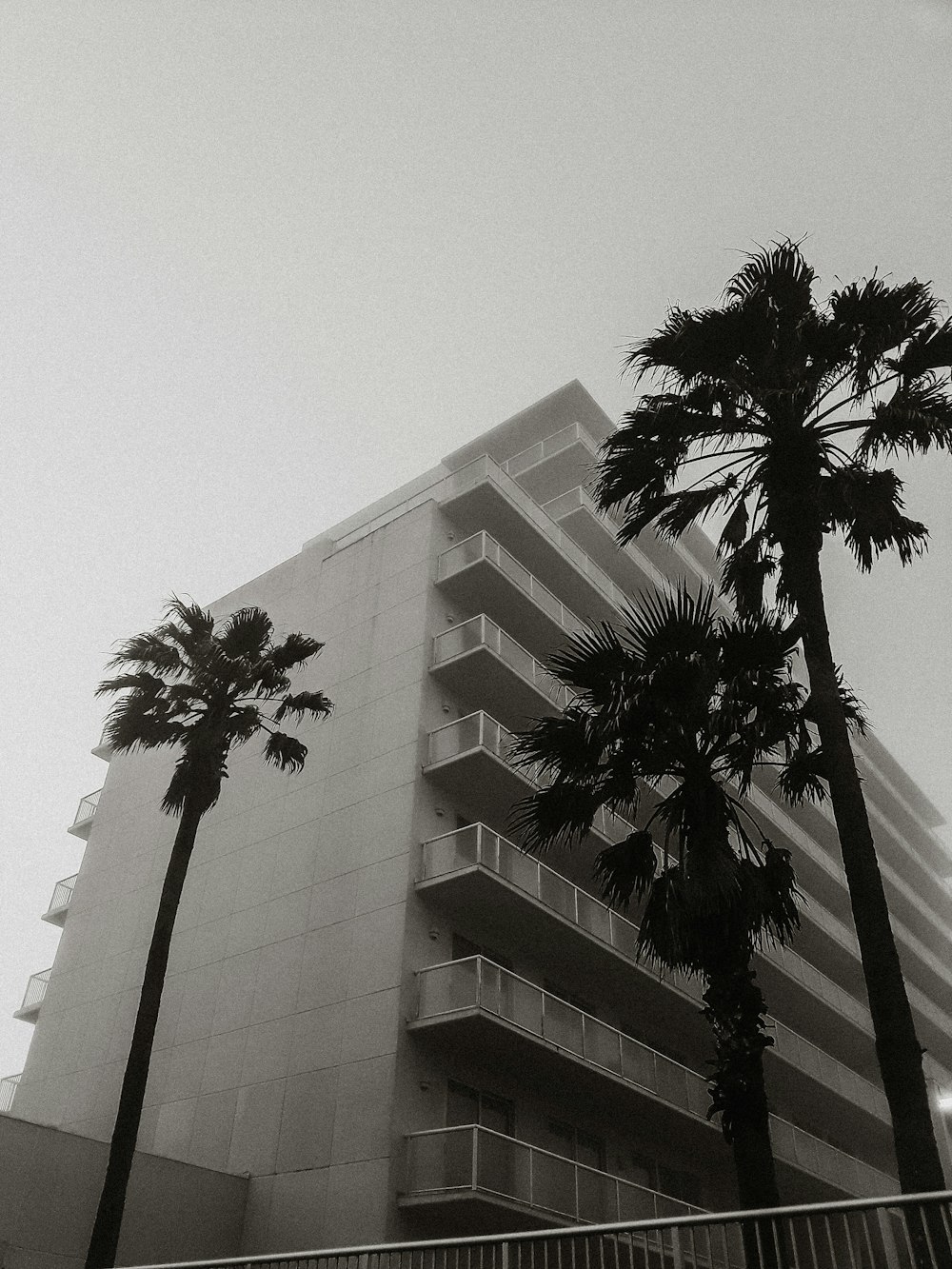 Greyscale photography of palm tree beside building photo – Free Grey ...