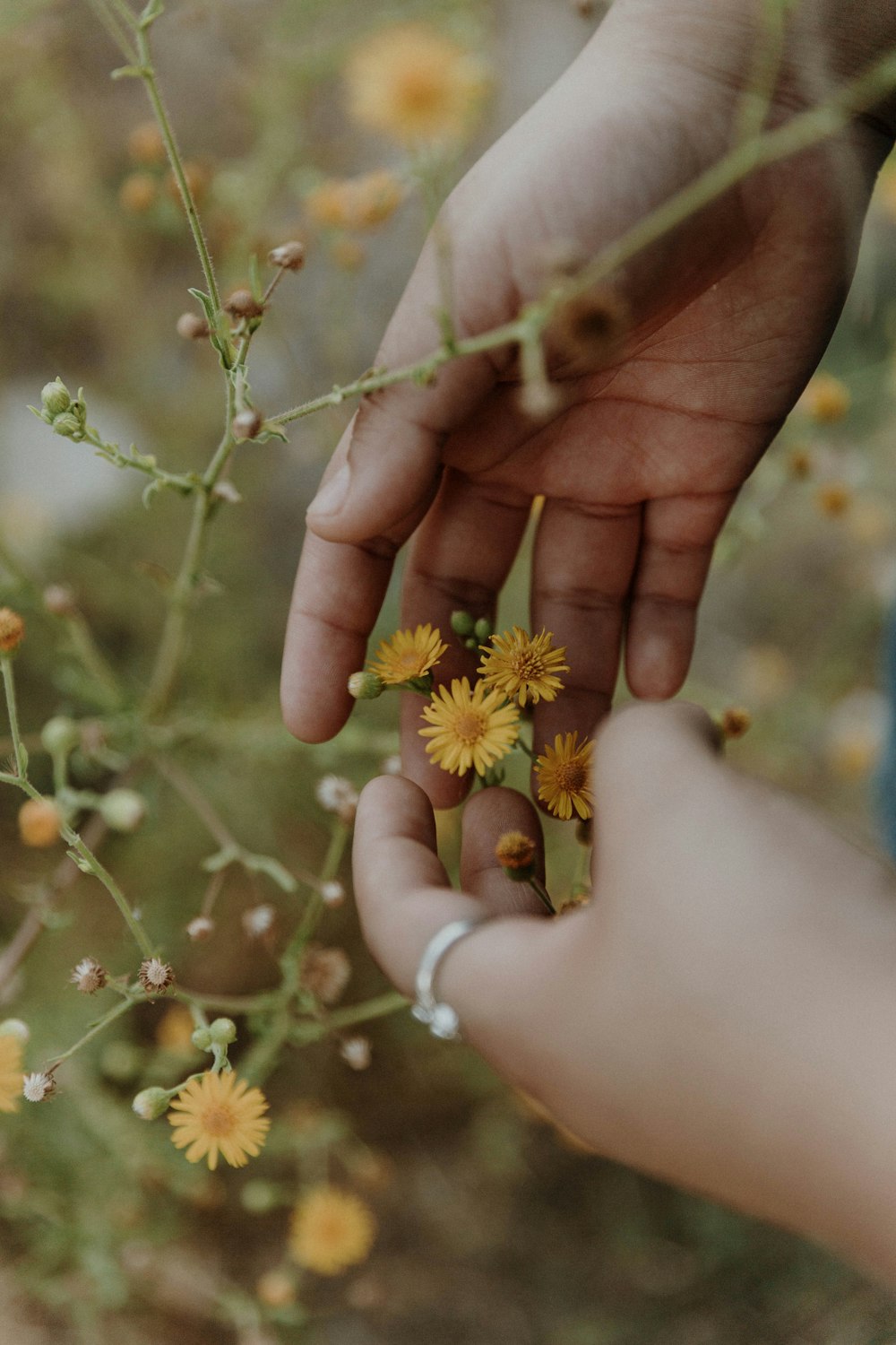 yellow petaled flowers