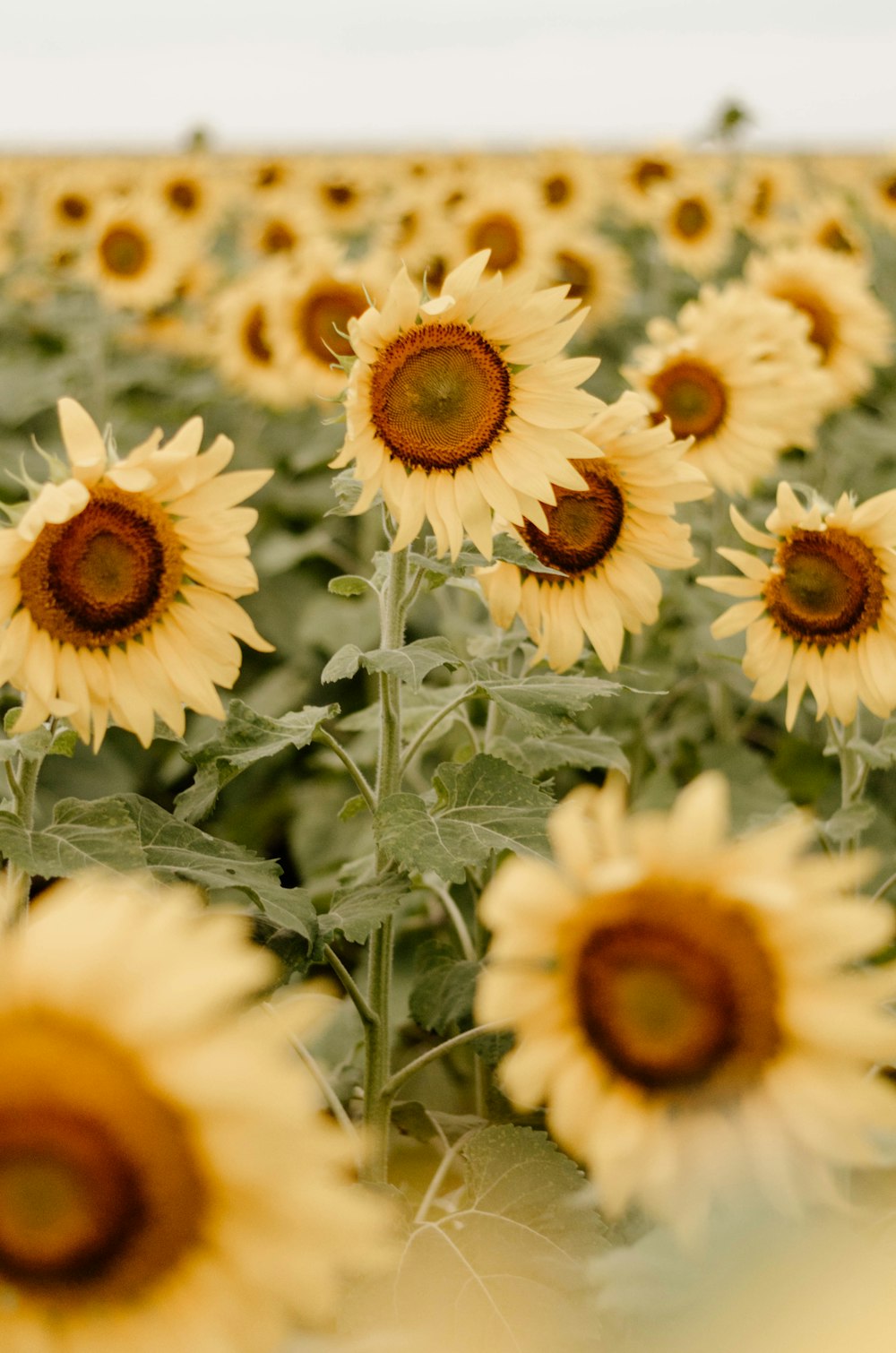 yellow sunflowers during daytime