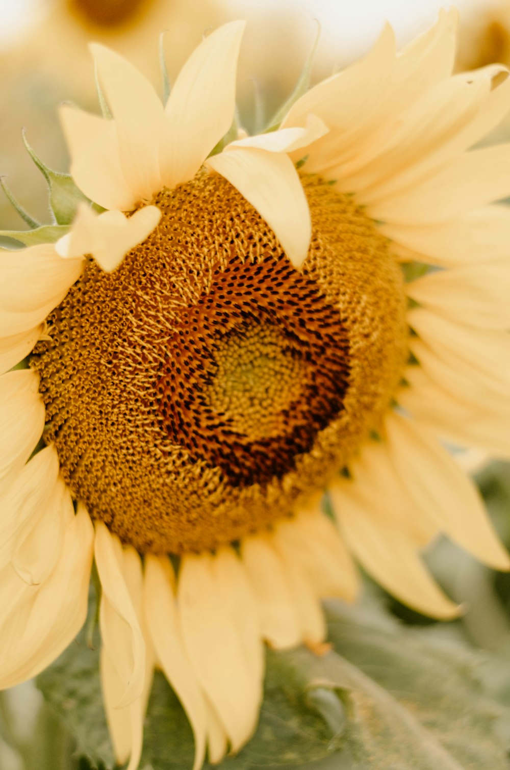 close-up photo of sunflower