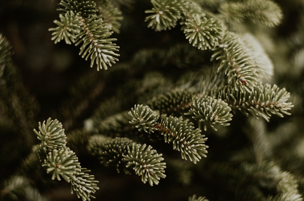 green pine tree in closed-up photography