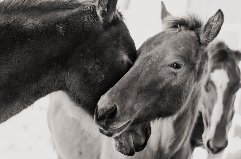 Caballo negro y gris