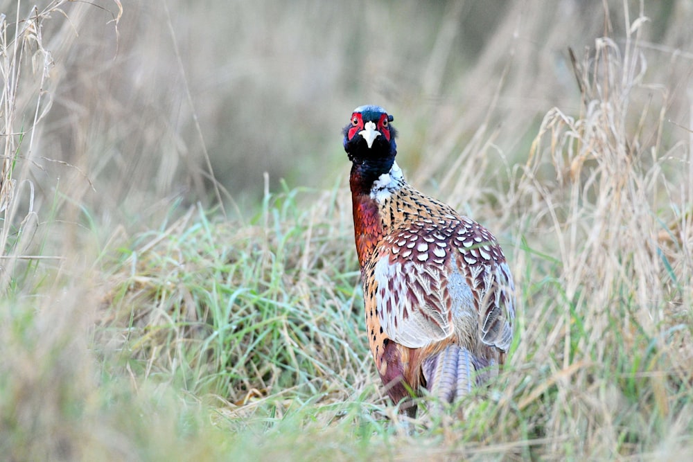 schwarzer und brauner Vogel tagsüber auf Gras