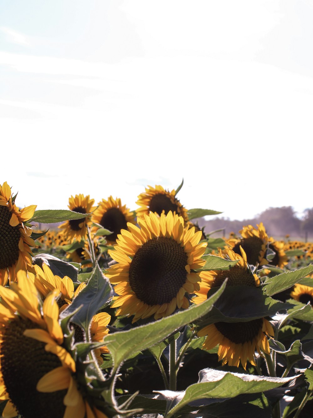 yellow sunflowers