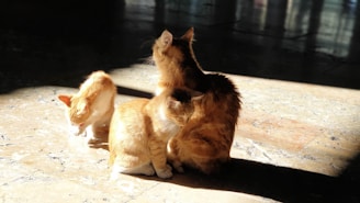 A cozy scene of a mother cat with her playful kittens in a sunlit room.