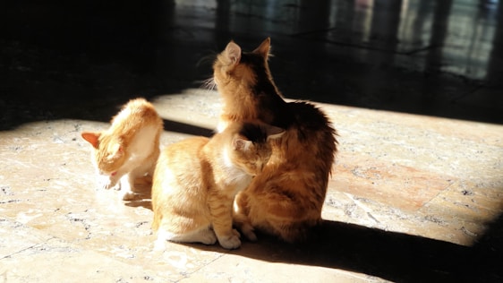 A cozy scene of a mother cat with her playful kittens in a sunlit room.