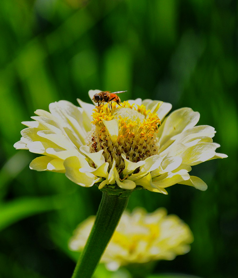 selective focus photography of bees perching on yellow flower