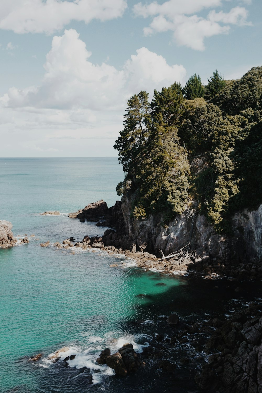 tall trees on cliff