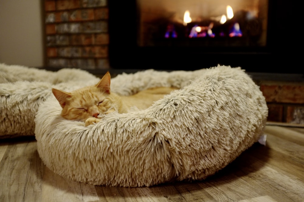 ペットベッドの茶色と灰色のぶち猫
