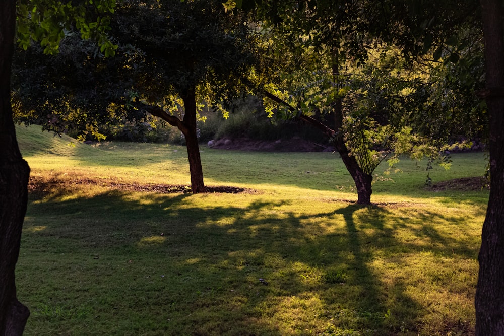 lined trees during daytime