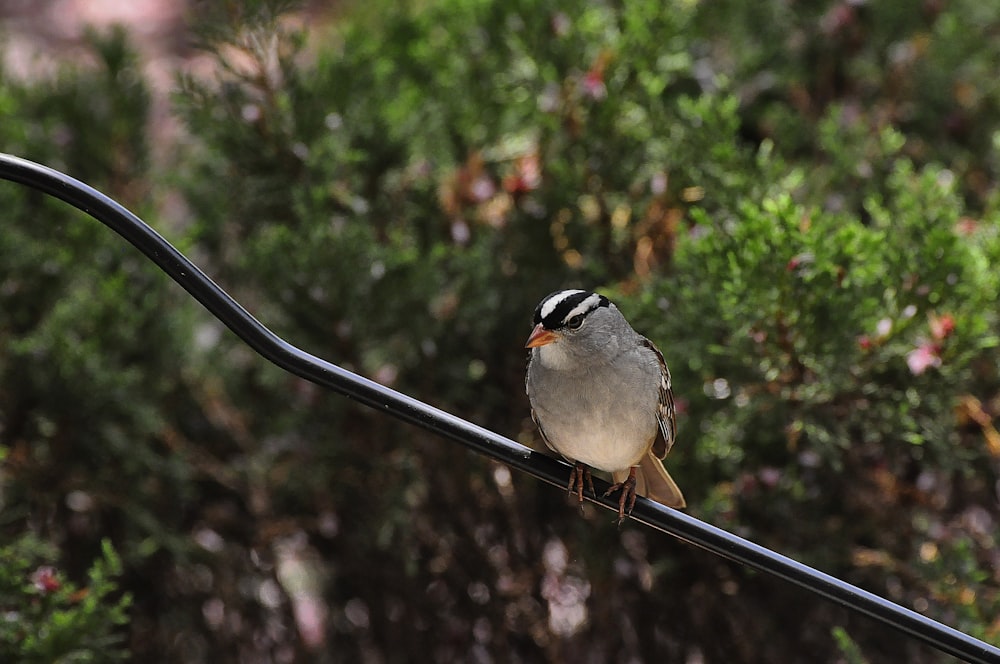 small grey bird