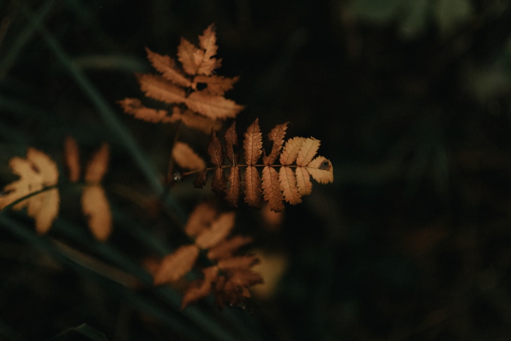 brown ferns