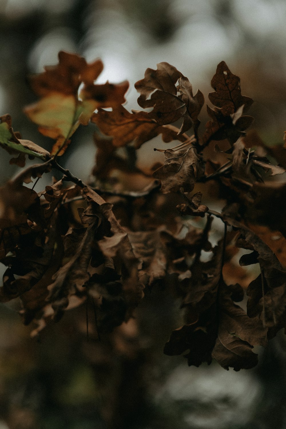 closeup photo of dried leaves