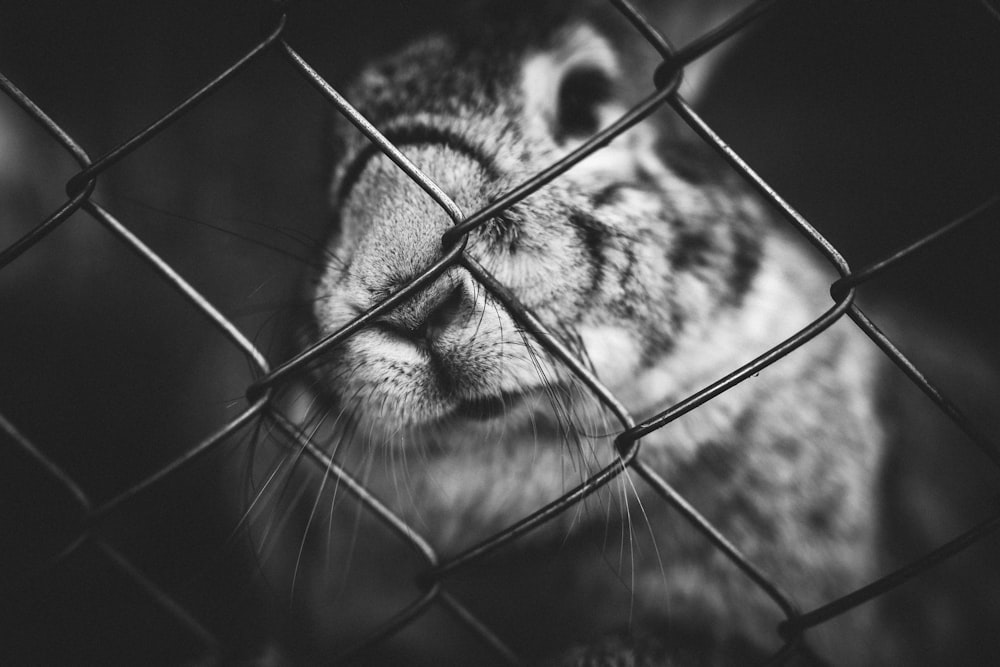 grayscale photo of animal beside fence