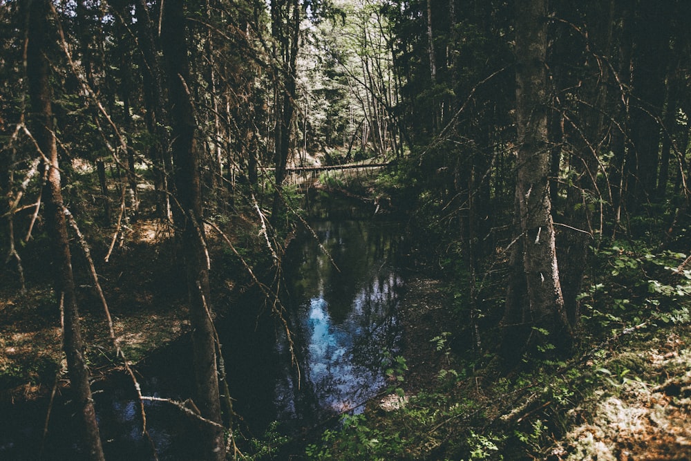 body of water surrounded with bare trees