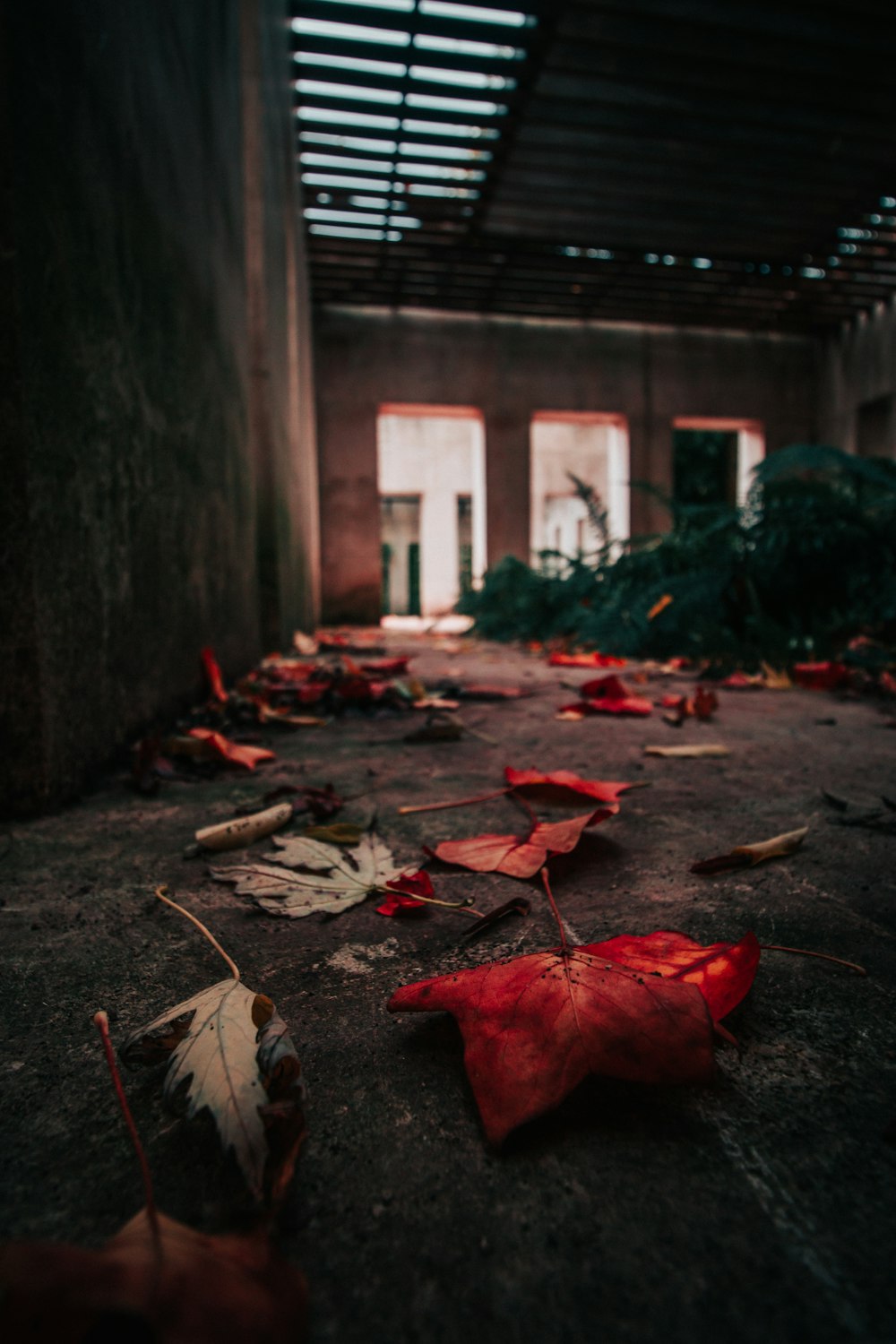 fallen leaves on ground