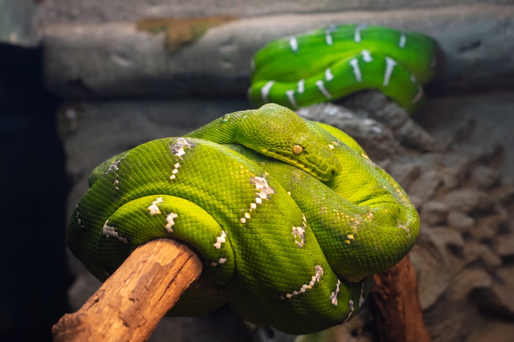 두 마리의 녹색 뱀
