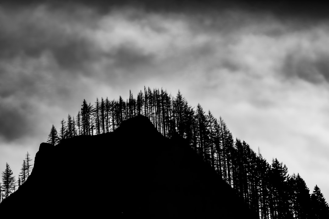 silhouette photography of trees and hill