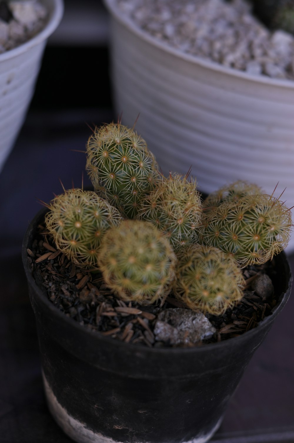 green cactus plant in pot