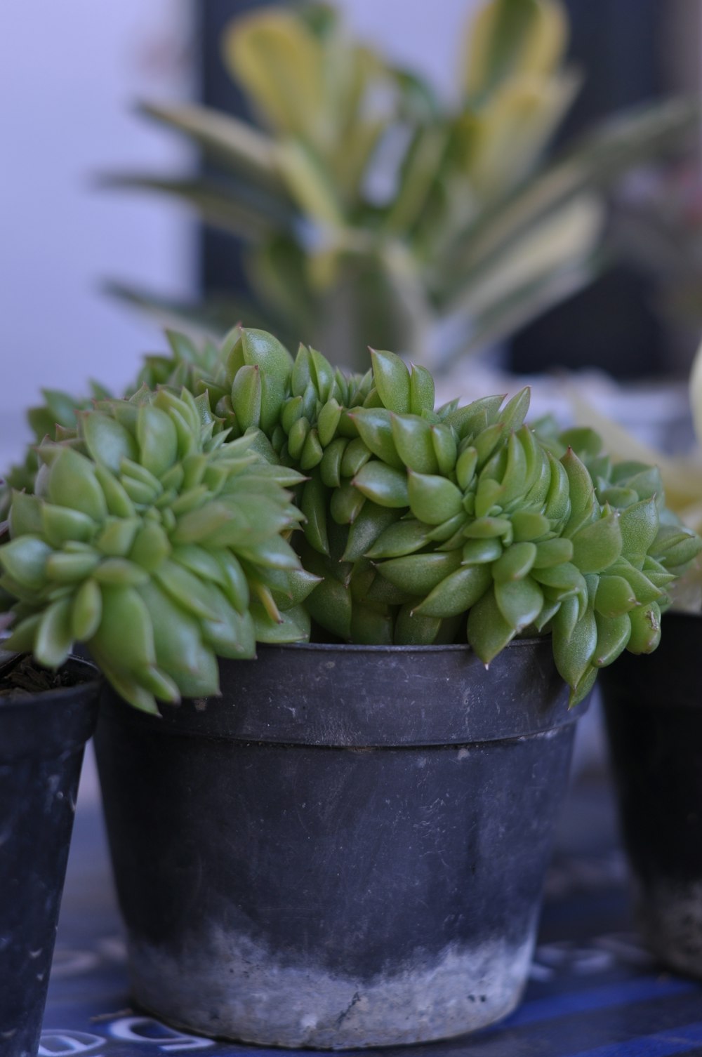 closeup photo of green succulent in pot