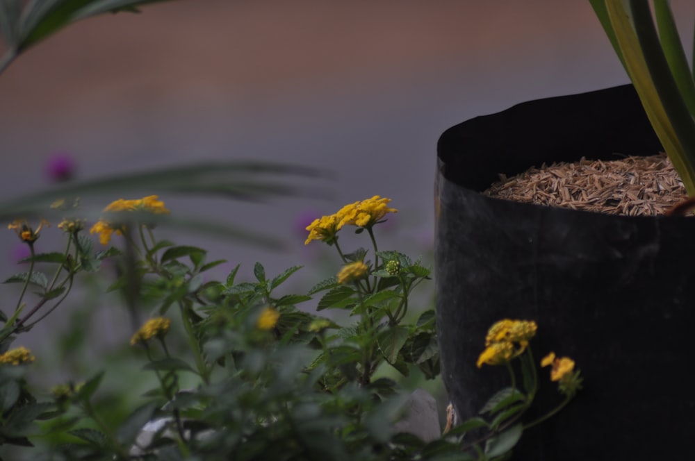 yellow-petaled flowers