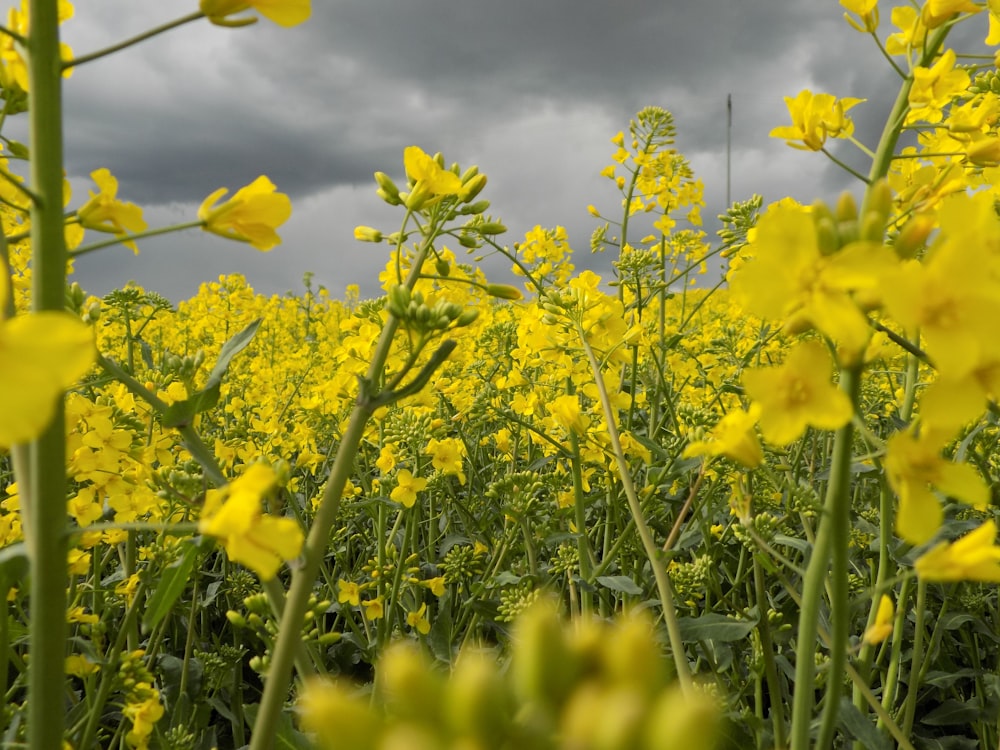 macro photography of yellow daffodil flower field