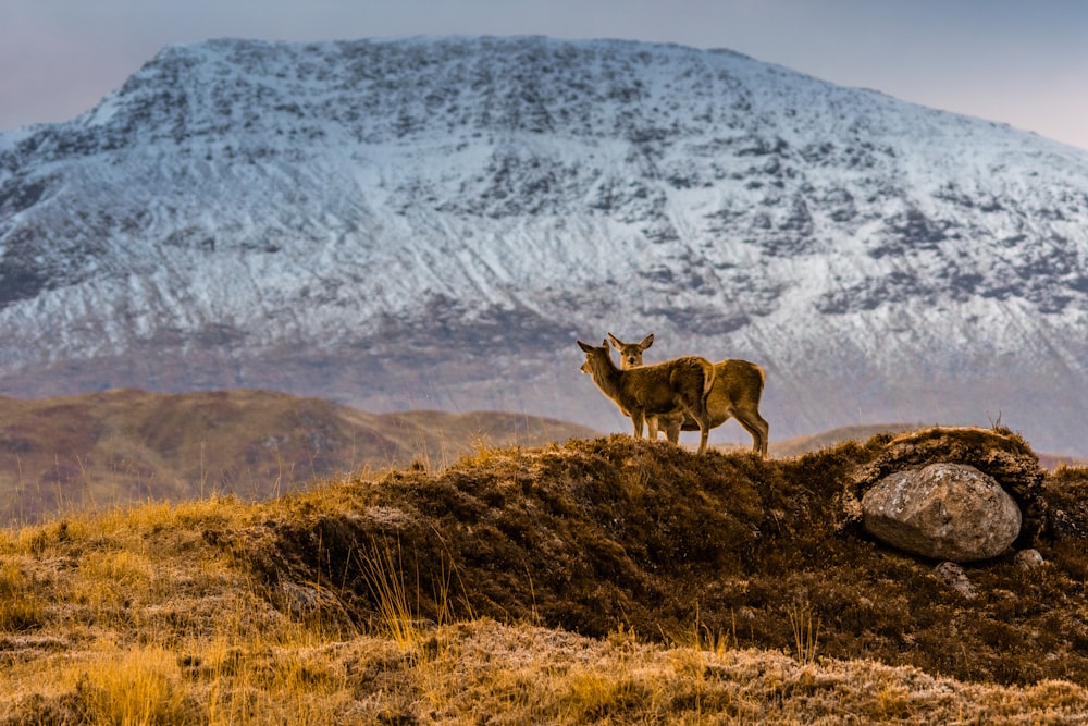 two deer on grass mountain during day