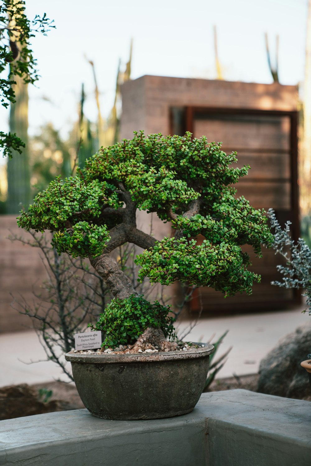 bonsai | 22 best free bonsai, potted plant, plant and vase photos on  Unsplash