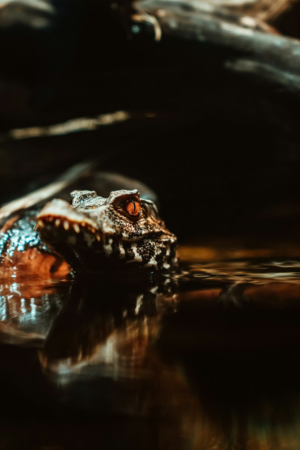 selective focus photography of gray animal on body of water