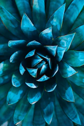selective focus photography of green succulent