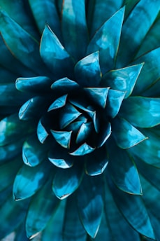 selective focus photography of green succulent