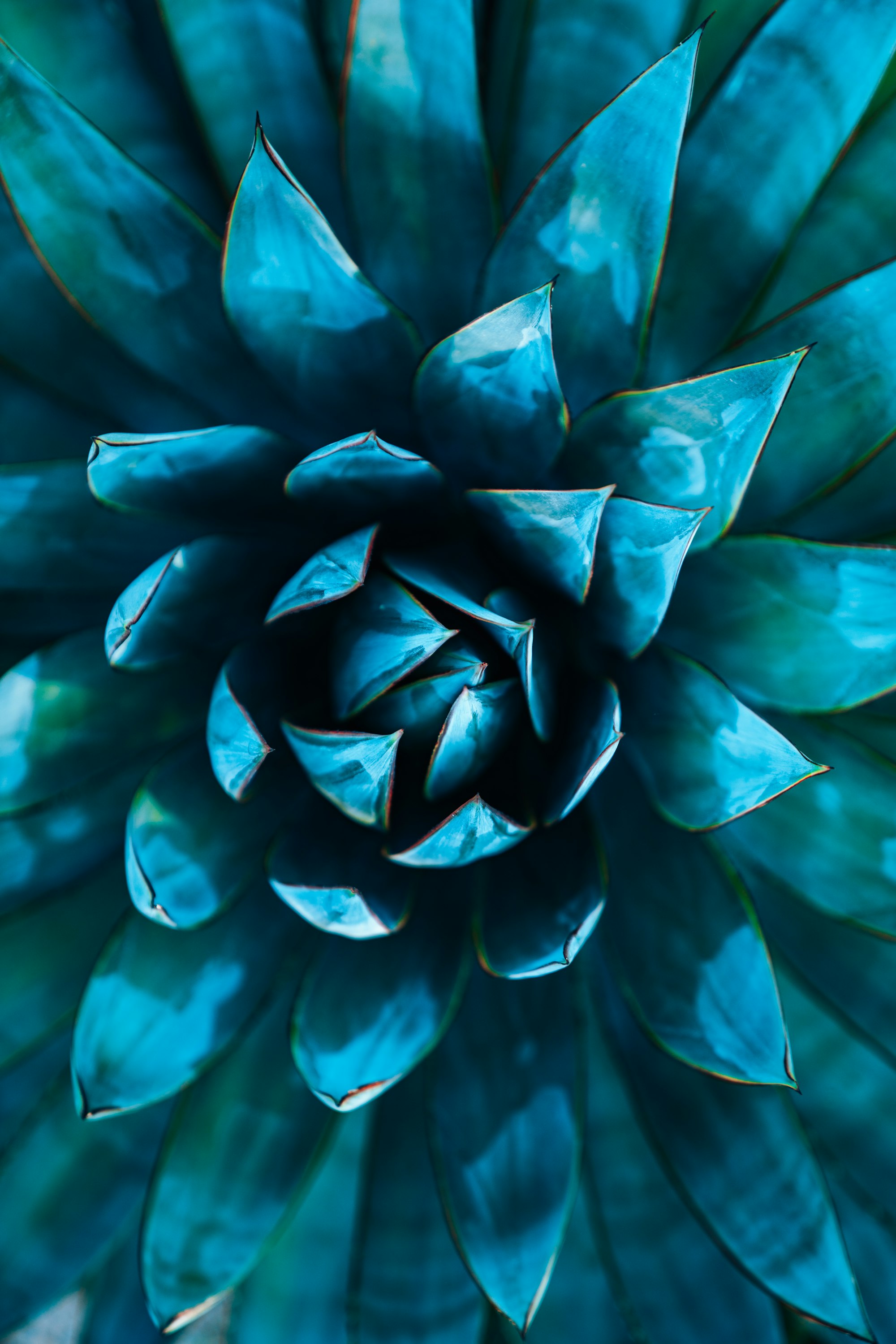 Spiraling teal leaves at the center of a succulent cactus plant.