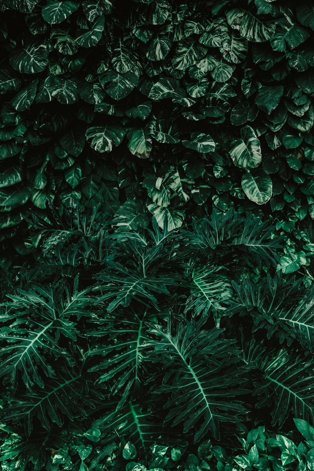 plantes à feuilles vertes
