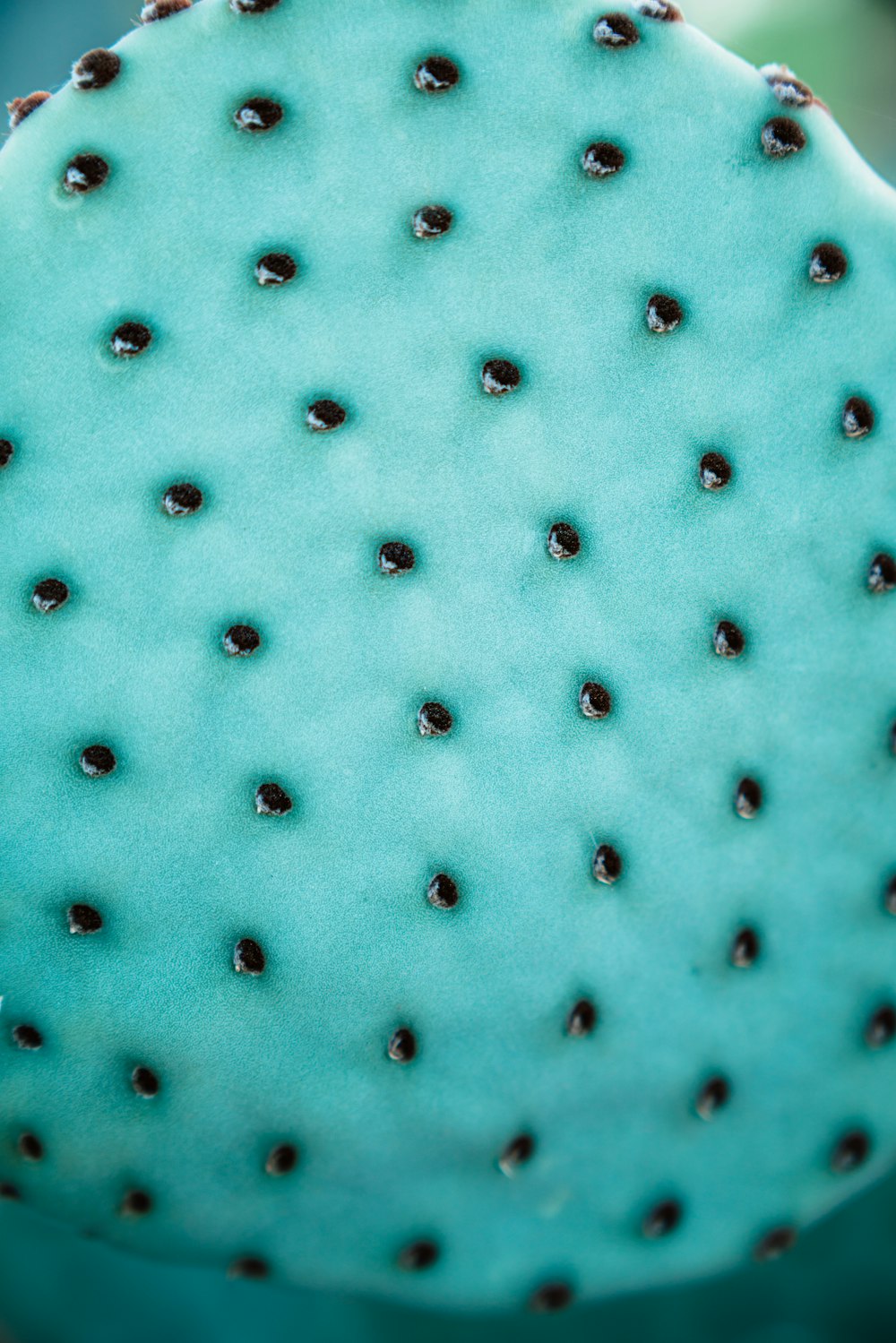 a close up view of a cactus's green surface