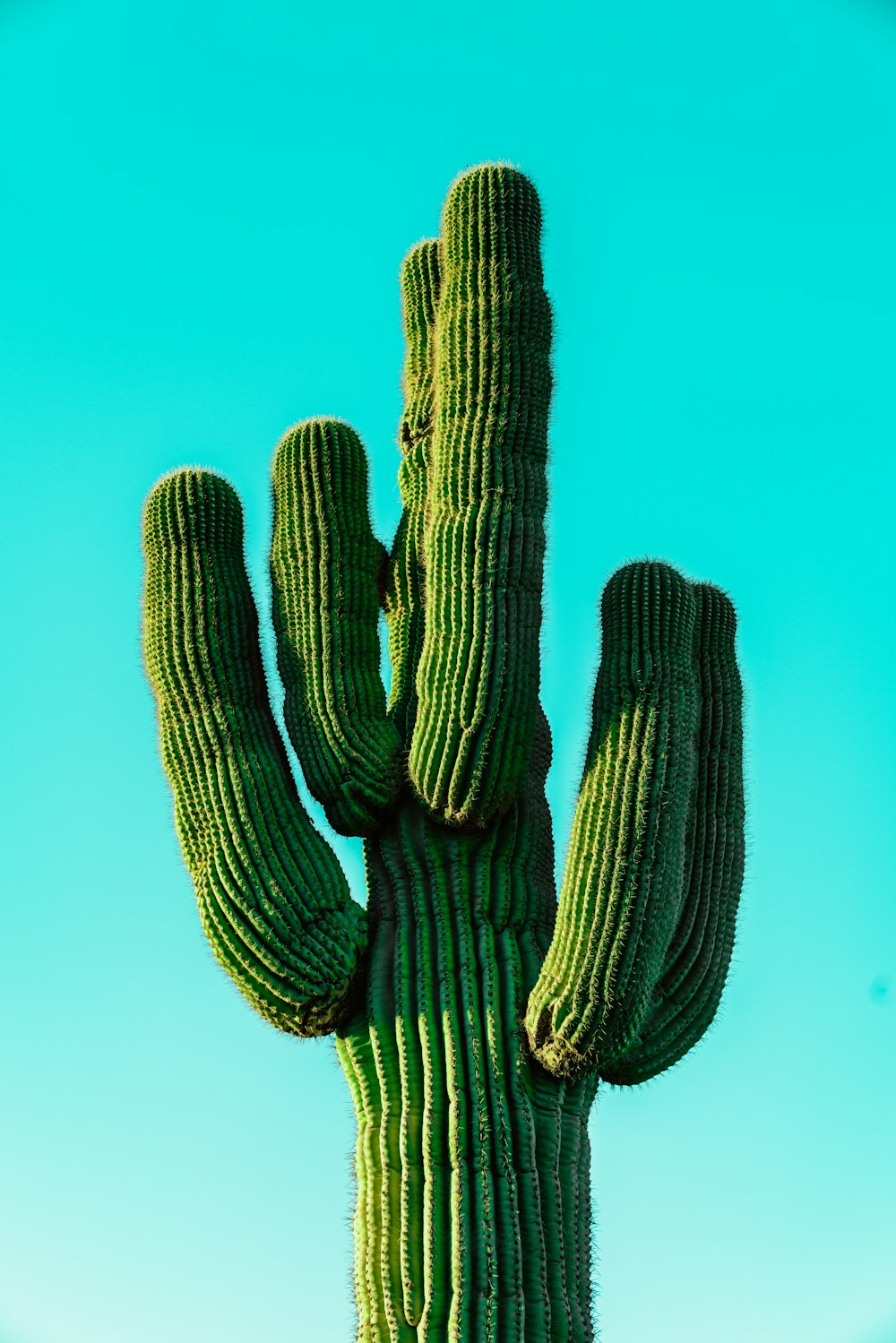 cactus vert