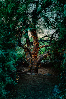 gray rocks on ground near green trees