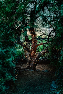 A large tree stands prominently, wrapped in small, glowing fairy lights amidst a dense, shadowed forest. The branches are wide and sprawling, creating a mystical ambiance. The surrounding foliage is lush and deep green, creating a natural archway around the central tree.