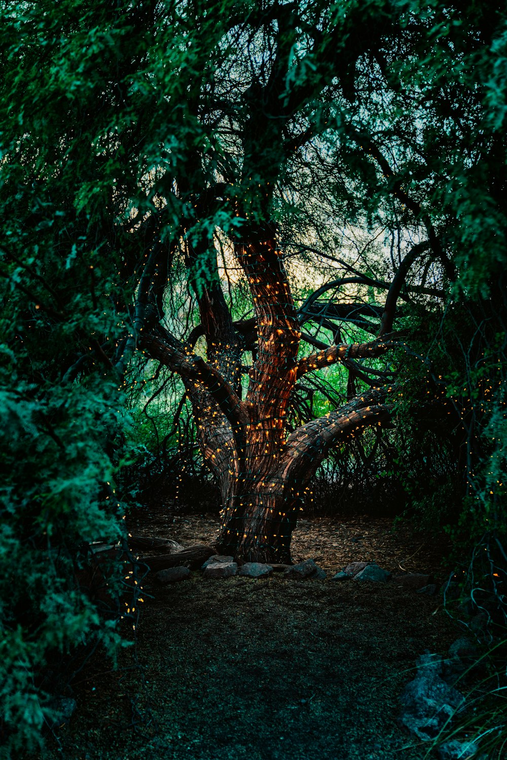 roches grises sur le sol près des arbres verts